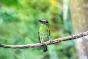 树枝上绿色翠鸟图片